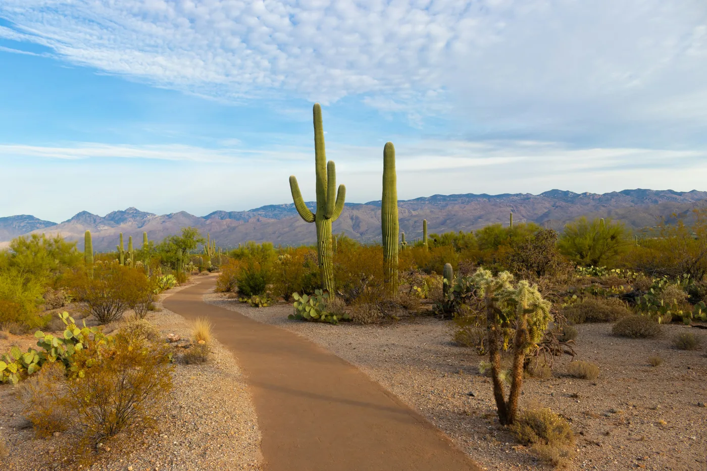 Mesa Arizona